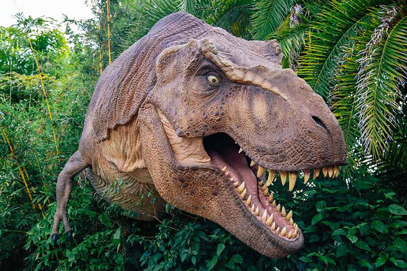 A close up horizontal image of a large Tyrannosaurus rex model looking rather grumpy.
