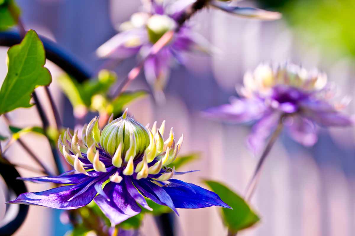 A close up horizontal image of the dramatic flowers of 'Taiga' clematis blooms pictured on a soft focus background.