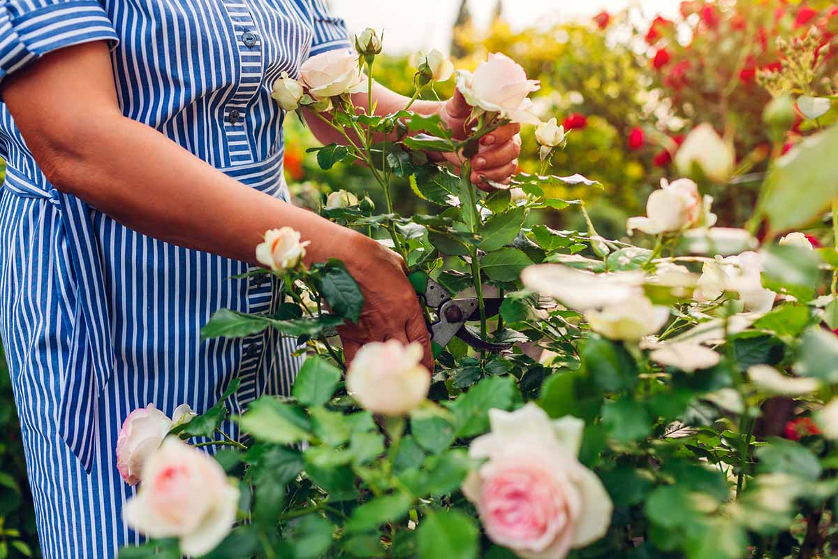 A close up horizontal image of a gardener taking cuttings from a rose shrub with pink flowers.