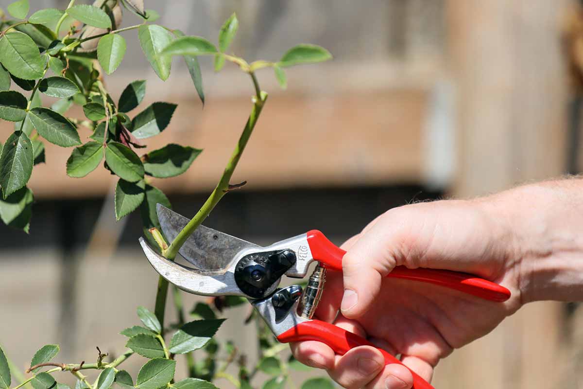 A close up horizontal image of a hand from the right of the frame using a pair of pruning shears to take a stem cutting from a plant.