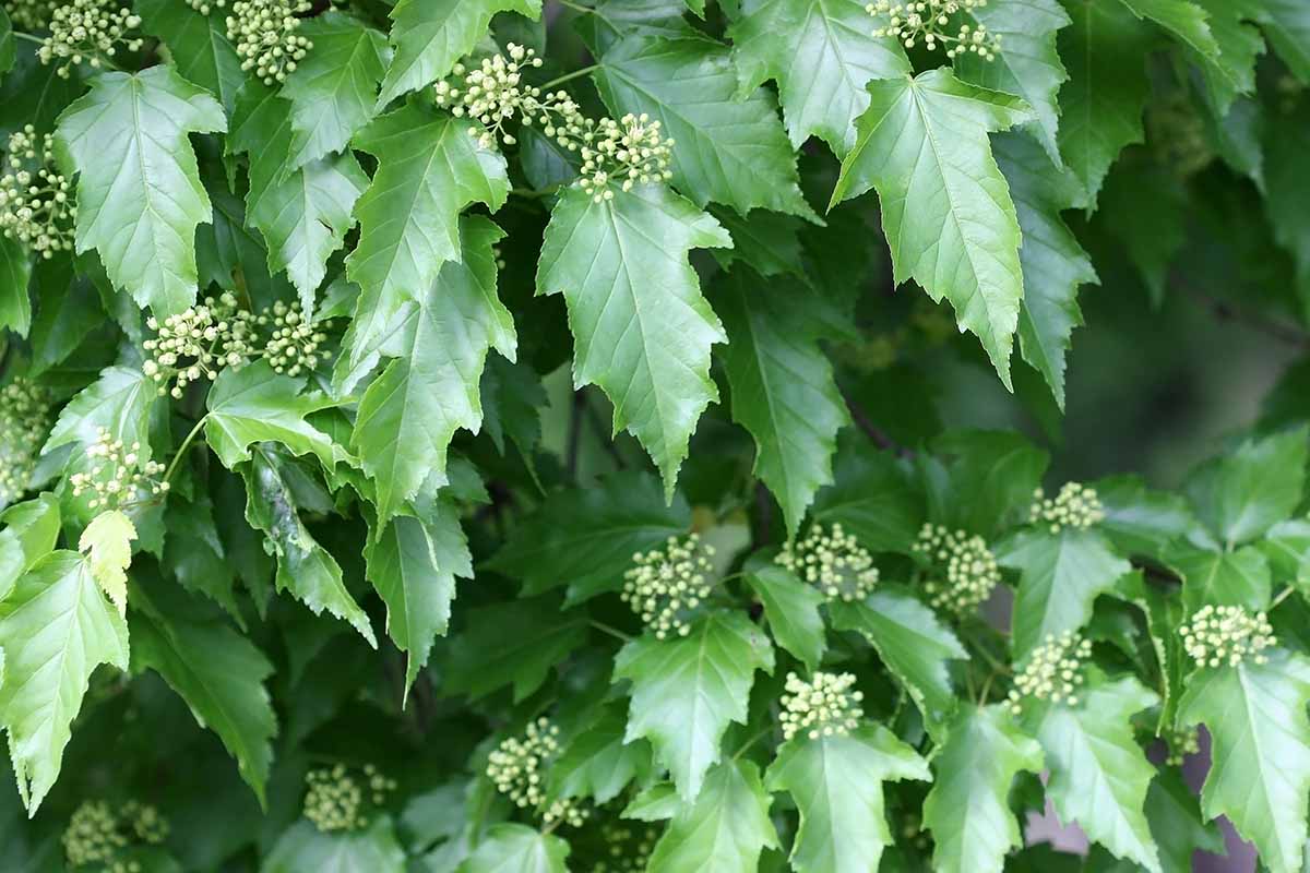 A close up horizontal image of the blooms and foliage of Acer tataricum.