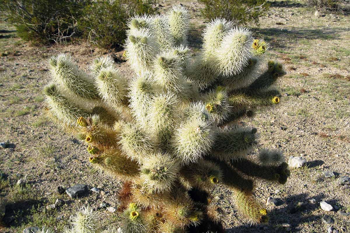 A close up horizontal image of a teddy bear cholla cactus growing wild.