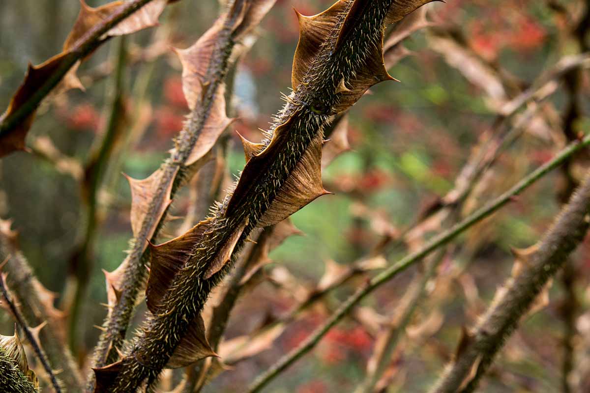A close up horizontal image of the large spines on a wingthorn rose pictured growing in the garden.