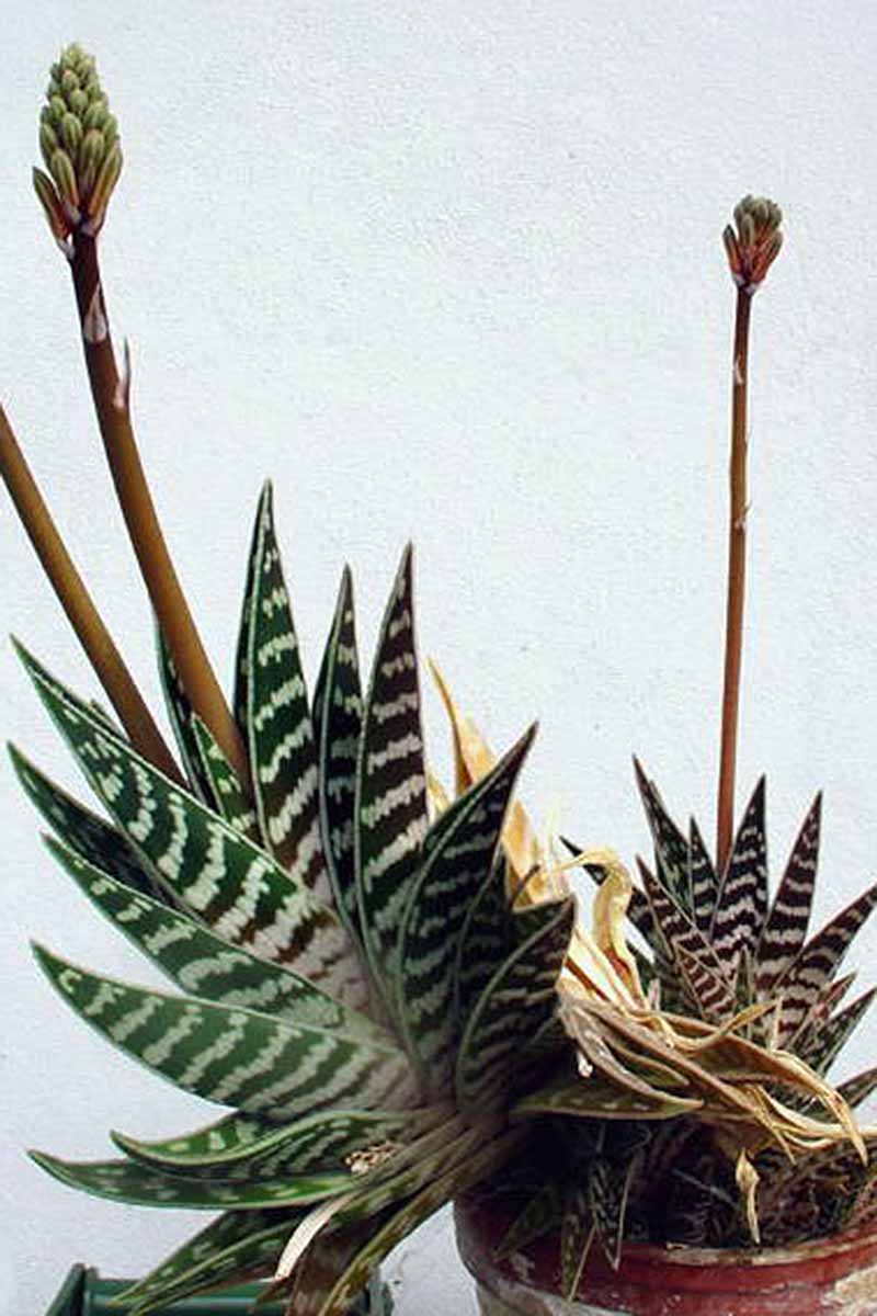 A close up vertical image of a potted tiger aloe (Gonialoe variegata) in bloom.