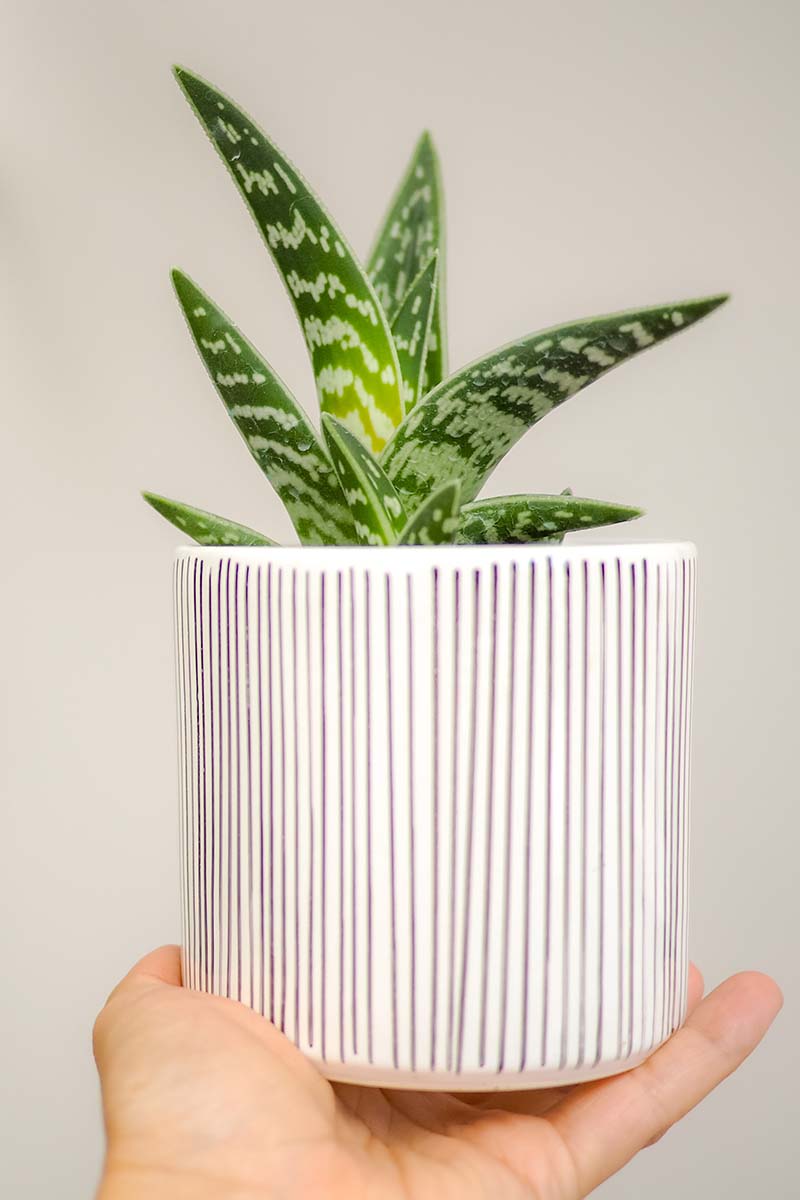 A close up vertical image of a hand from the bottom of the frame holding up a striped white pot with a tiger aloe plant.