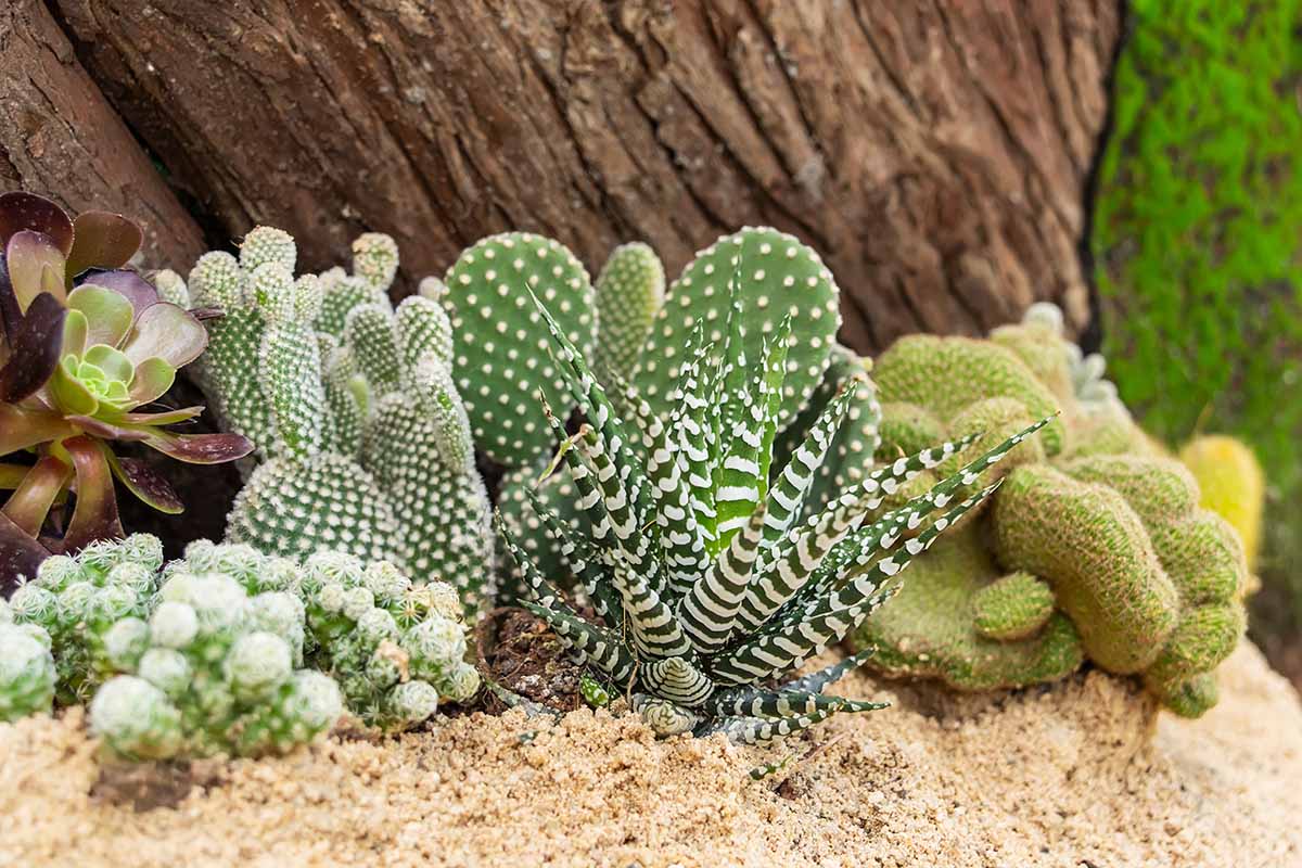 A horizontal image of a cactus and succulent garden growing outdoors.