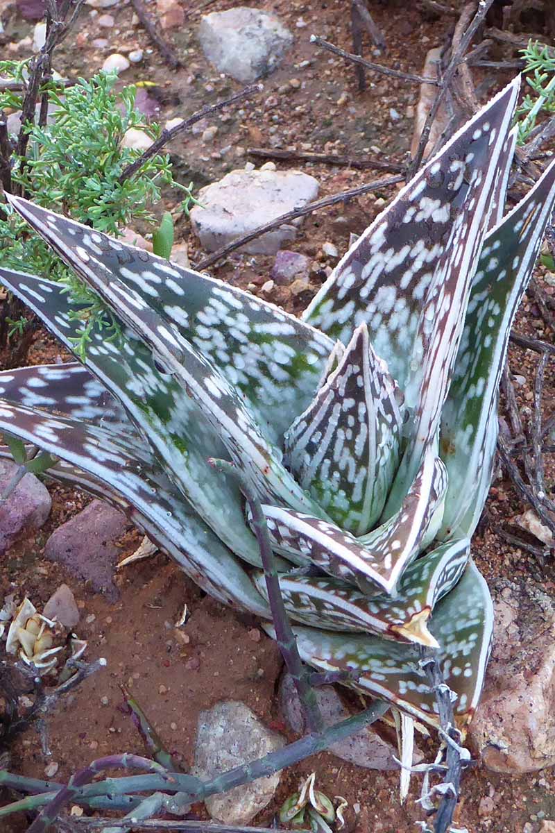 A close up vertical image of a tiger aloe (Gonialoe variegata) aka partridge breast aloe growing in the garden.