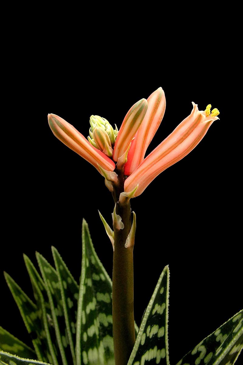 A close up vertical image of a partridge-breast aloe (aka tiger aloe) in bloom pictured on a dark background.