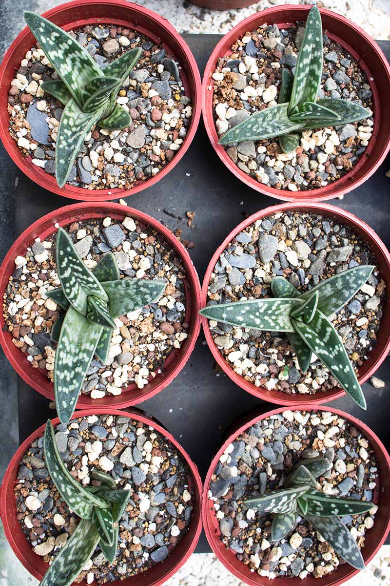 A vertical top-down image of Gonialoe variegata plants growing in small pots.