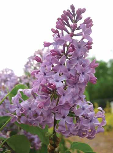 A close up of the light pink flower panicles of 'Tiny Dancer' lilac pictured on a soft focus background.
