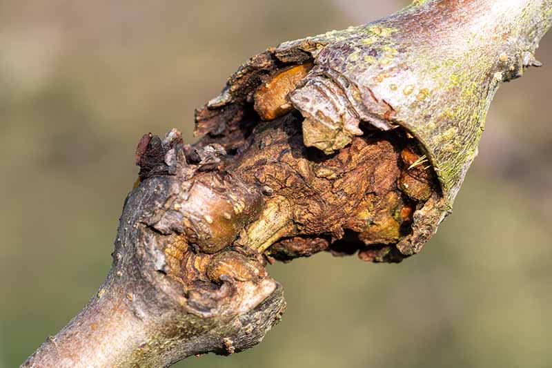 A horizontal image of a canker growing on a tree stem.