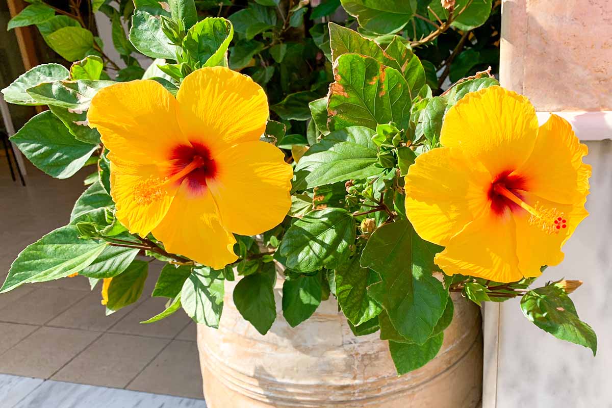 A close up of yellow tropical hibiscus flowers growing in a terra cotta pot on the patio pictured in bright sunshine.