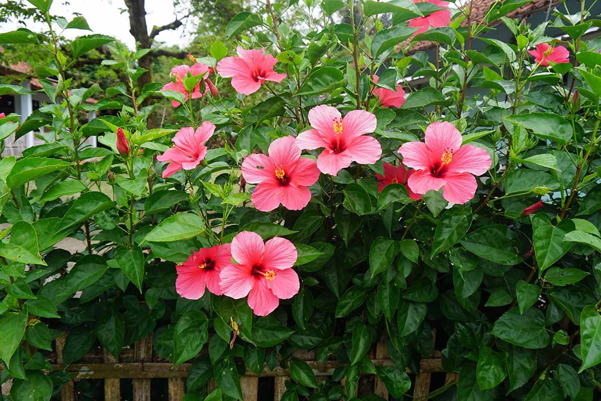 A horizontal image of a pink tropical hibiscus shrub growing in the garden.