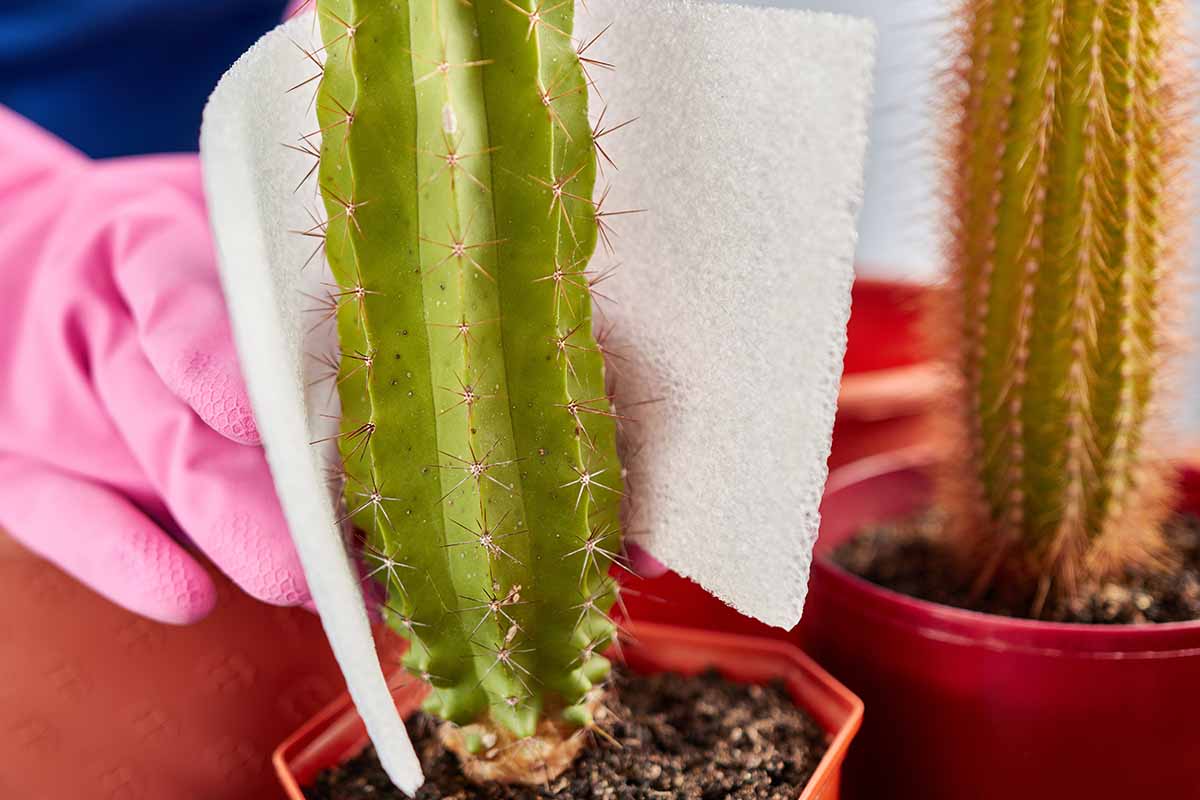 A close up horizontal image of a gloved hand using a piece of foam to handle a spiny cactus plant.
