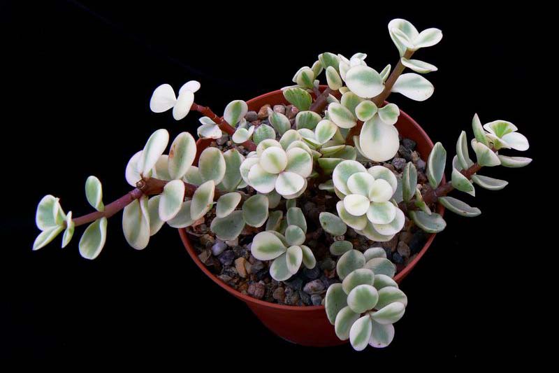 A close up horizontal image of Portulacaria afra 'Variegata' growing in a small pot pictured on a dark background.