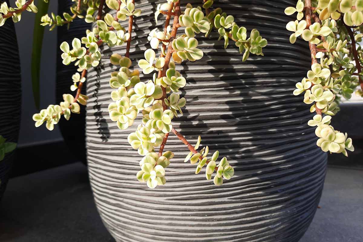 A close up horizontal image of Portulacaria afra with variegated leaves spilling over the side of a ceramic container pictured in light sunshine.