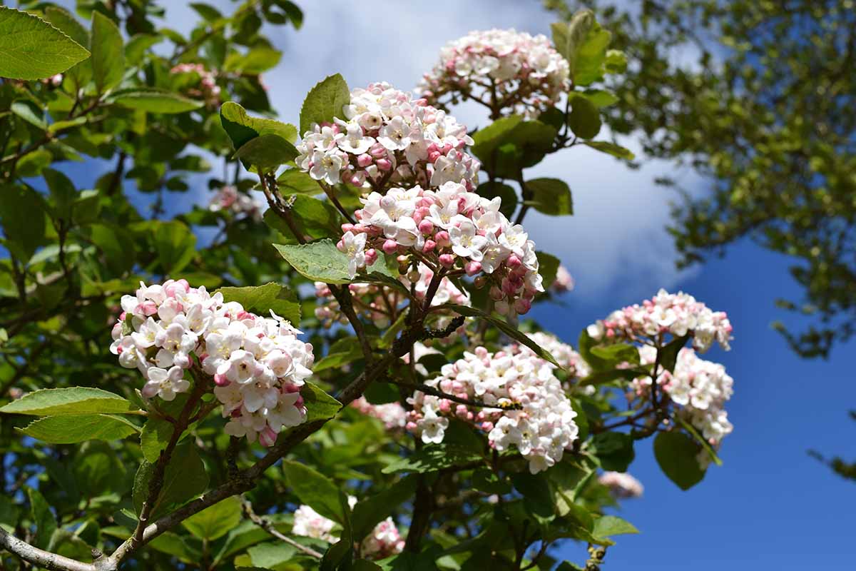 A close up horizontal image of viburnum flowers growing in the garden pictured on a blue sky background.