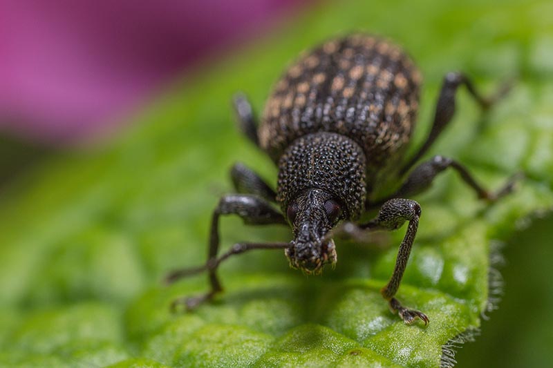 A close up horizontal image of a vine weevil hanging out on a leaf.