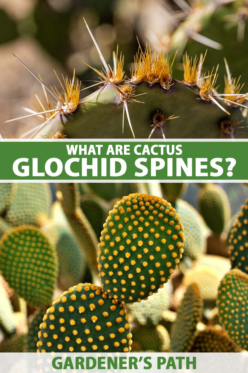 A vertical image consisting of two images of different prickly pear cacti showing the spines and glochids. To the center and bottom of the frame is green and white printed text.
