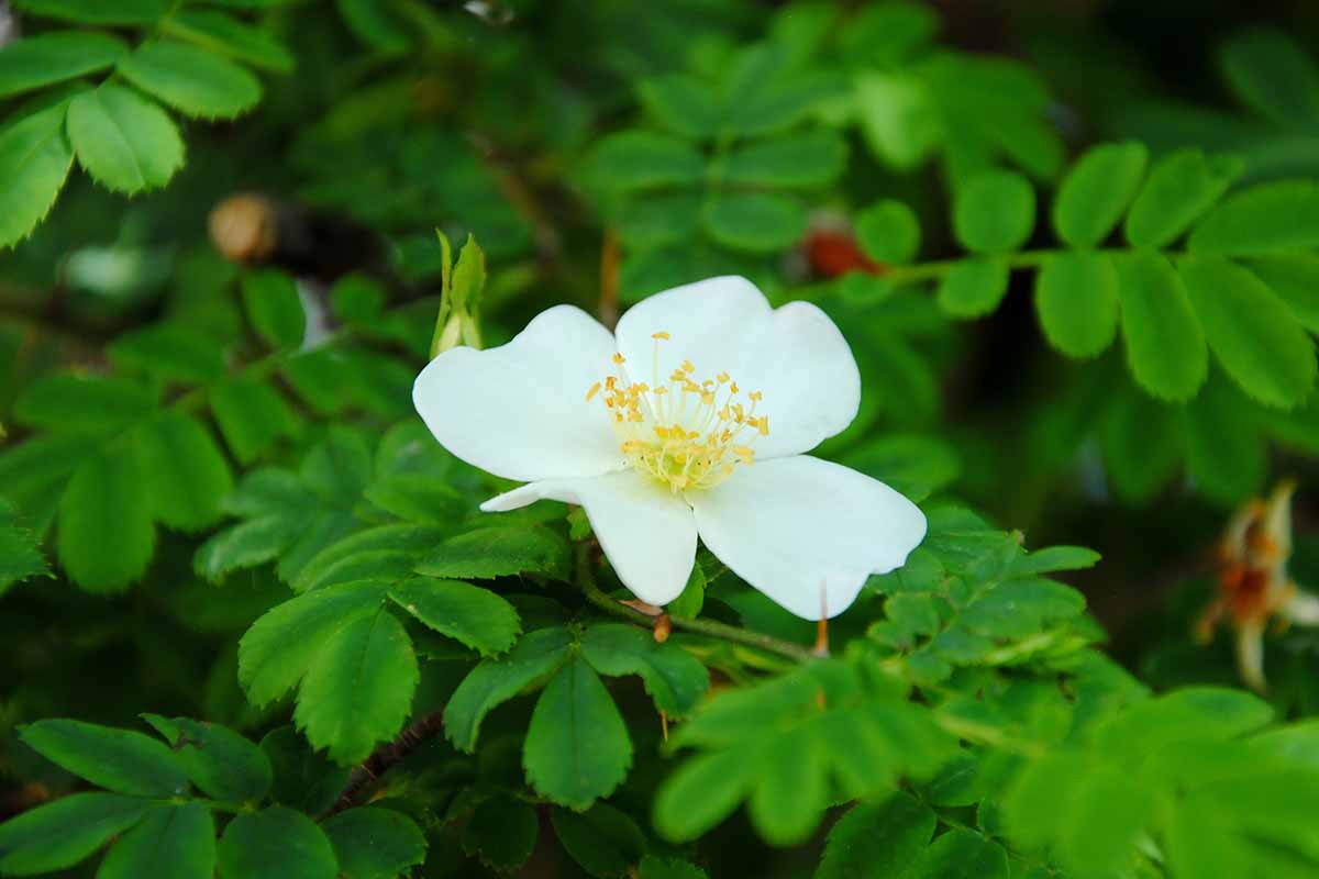 A close up horizontal image of a small white Rosa sericea ssp. omeiensis f. pteracantha flower pictured on a soft focus background.