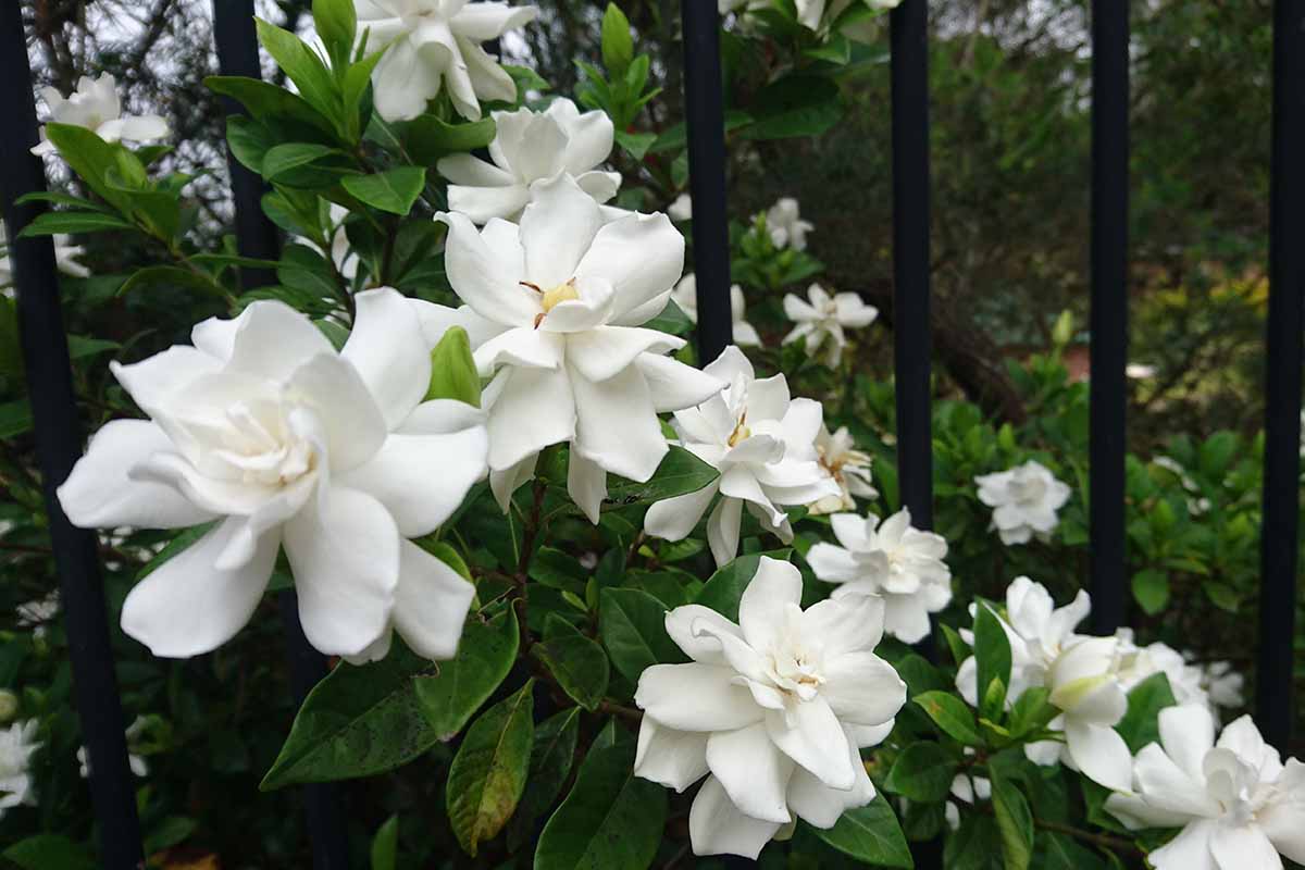 A close up horizontal image of white gardenia flowers growing in the garden.