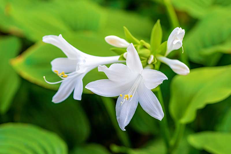 A close up of white hosta flowers with foliage in soft focus in the background.