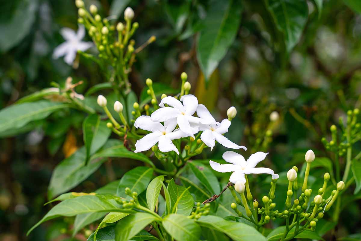 A close up horizontal image of white jasmine flowers growing in the garden pictured on a soft focus background.