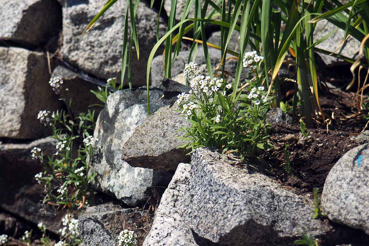 A horizontal image of small sweet alyssum flowers growing in a rockery pictured in bright sunshine.