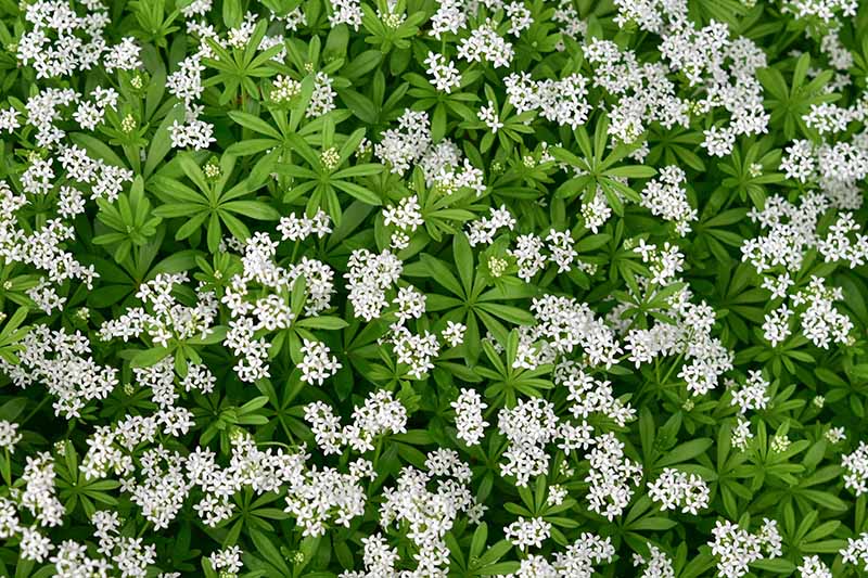A close up background image of the white flowers and green foliage of sweet woodruff.