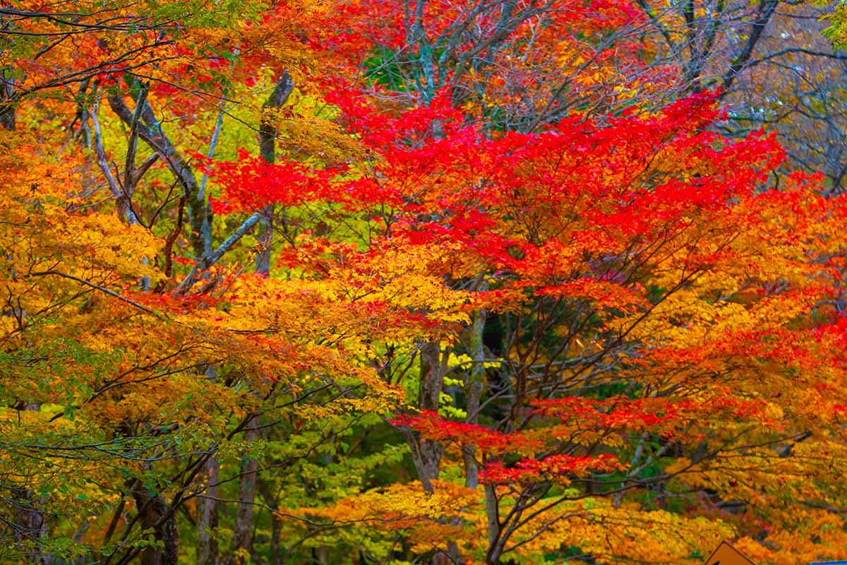A horizontal image of the orange and red fall colors of deciduous trees.