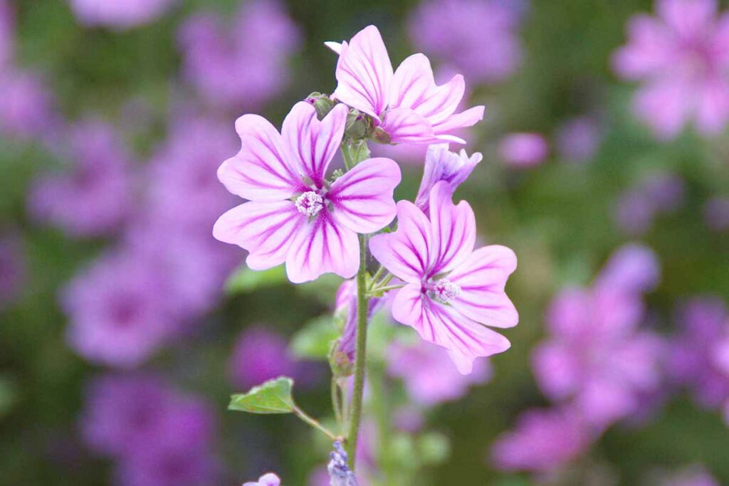 A close up of wild mallow pictured on a soft focus background.