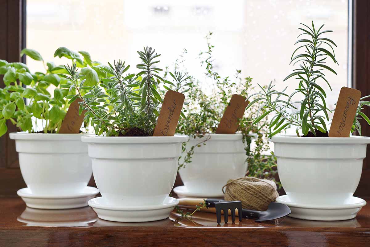 A horizontal image of a windowsill herb garden with different varieties growing in white ceramic planters.