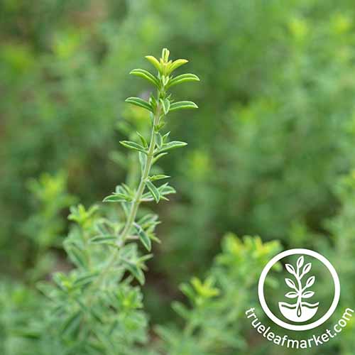 A square image of winter savory herb growing in the garden pictured on a soft focus background. To the bottom right of the frame is a white circular logo with text.