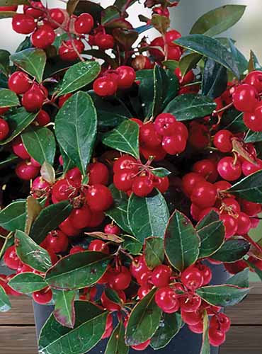 A close up vertical image of wintergreen with bright red berries growing in a pot.