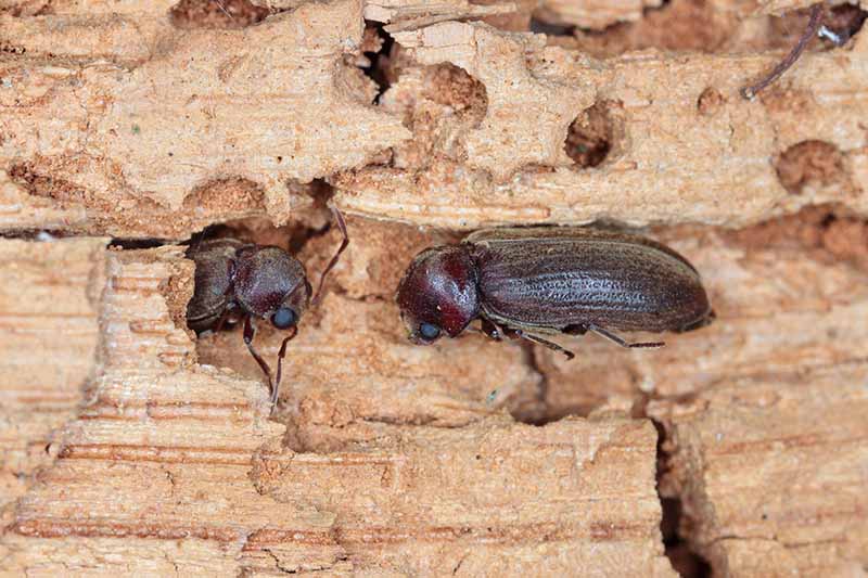 A close up horizontal image of woodborer beetles destroying a piece of wood.