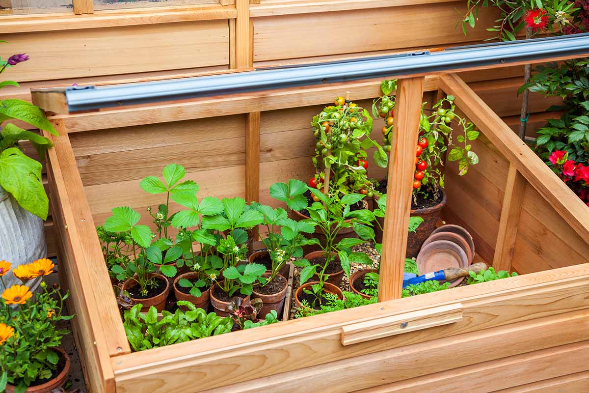 A close up horizontal image of a wooden cold frame with seedlings growing inside.