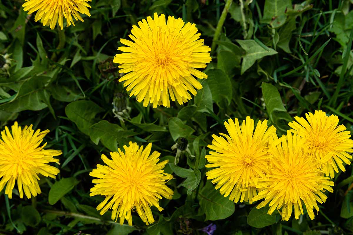 A close up top down image of bright yellow dandelions growing in the garden.