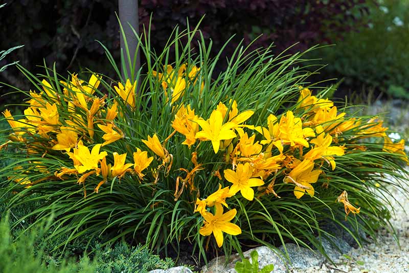 A horizontal image of yellow daylilies growing in a garden border.