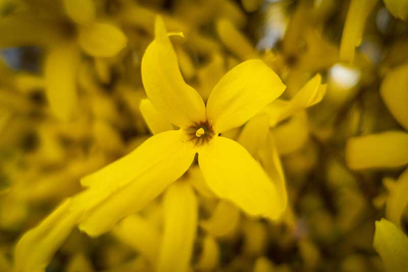 A close up of yellow forsythia flowers growing in the garden.