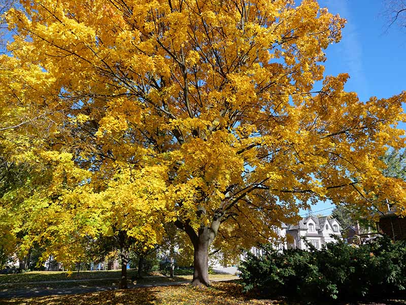 A horizontal image of a large Norway maple (Acer platanoides) tree with yellow foliage pictured on a blue sky background.