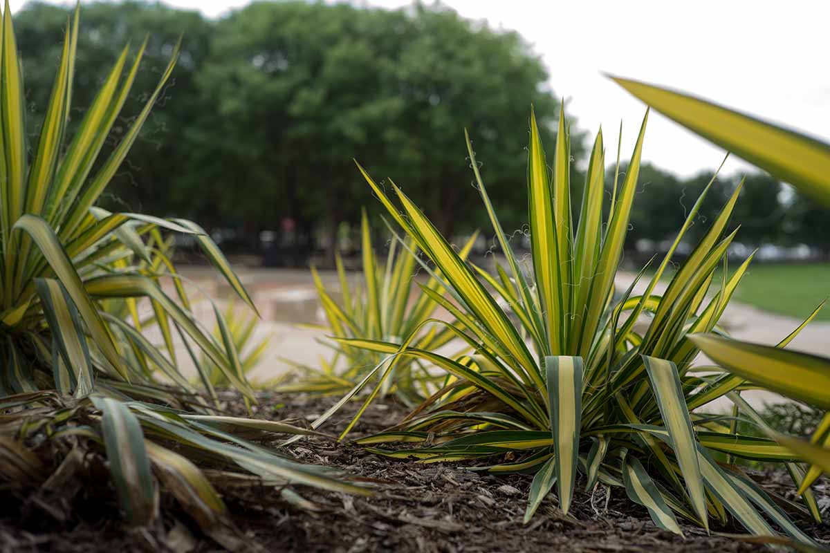 A horizontal image of variegated Yucca filamentosa 'Color Guard' growing in the garden.
