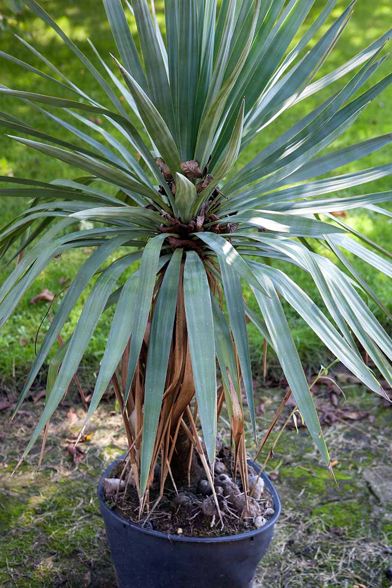 A vertical image of a yucca plant growing in a small black pot.