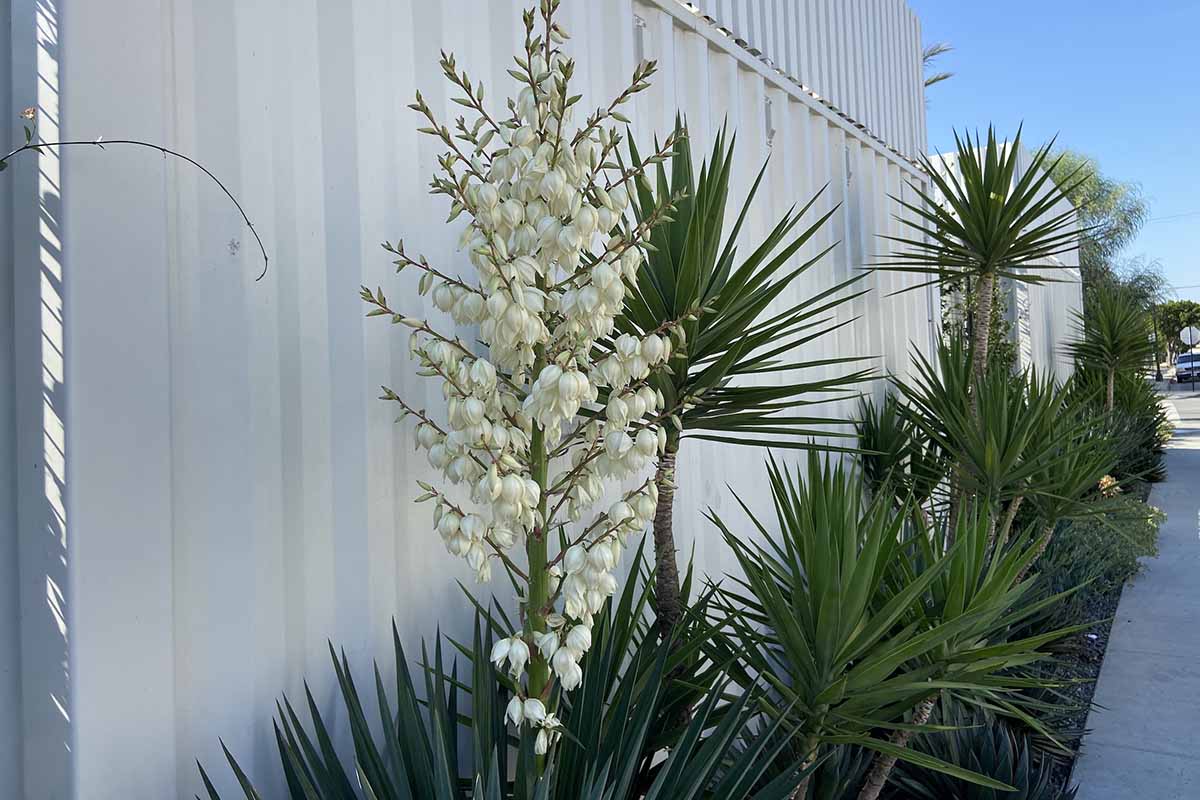 A horizontal image of yucca plants growing by a sidewalk pictured on a blue sky background.