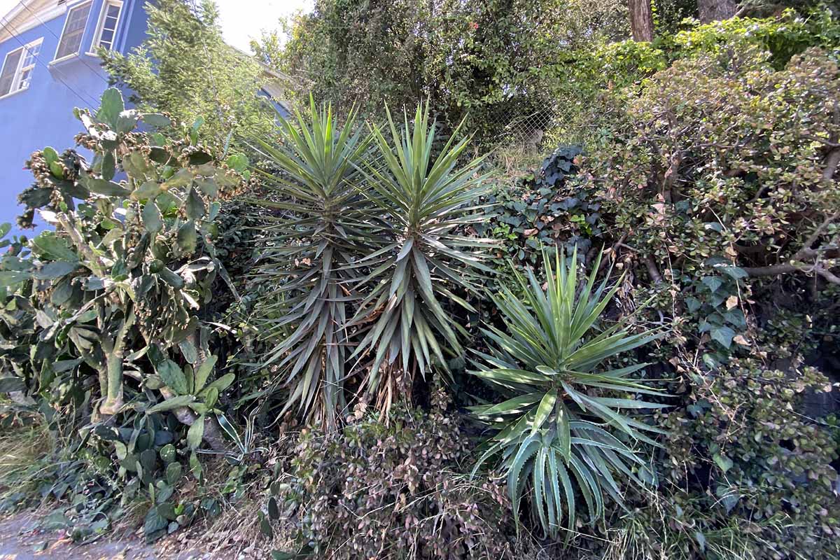 A horizontal image of yucca plants growing in a mixed planting on a hillside in California.
