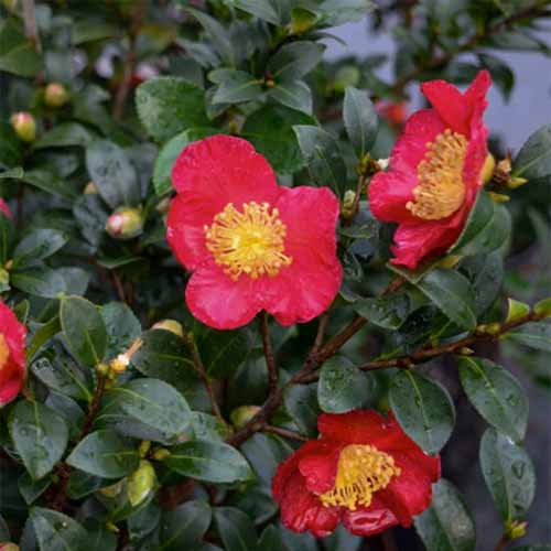 A close up square image of bright red camellia 'Yuletide' flowers with foliage in the background.
