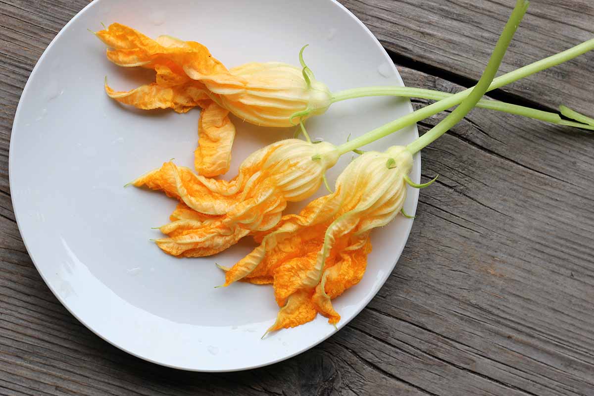 A close up horizontal image of male zucchini flowers on a white plate set on a wooden table.