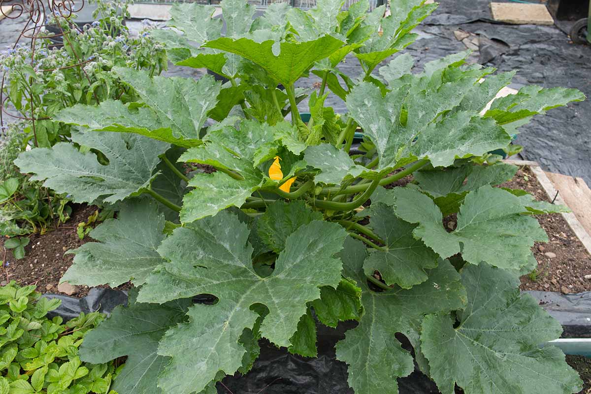 A close up horizontal image of a large zucchini plant growing in a raised bed garden.
