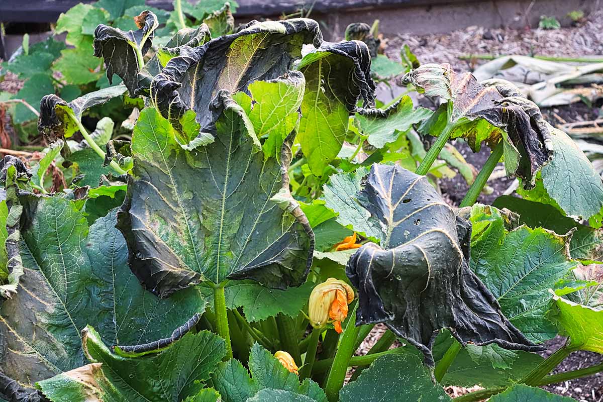 A close up horizontal image of a zucchini plant damaged by frost.