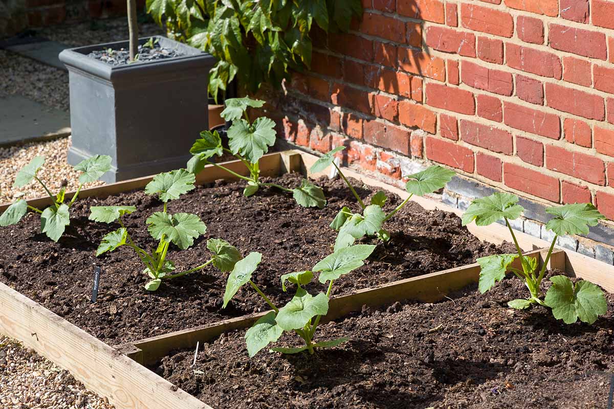 A close up horizontal image of zucchini seedlings growing in a raised bed garden with a brick wall in the background.
