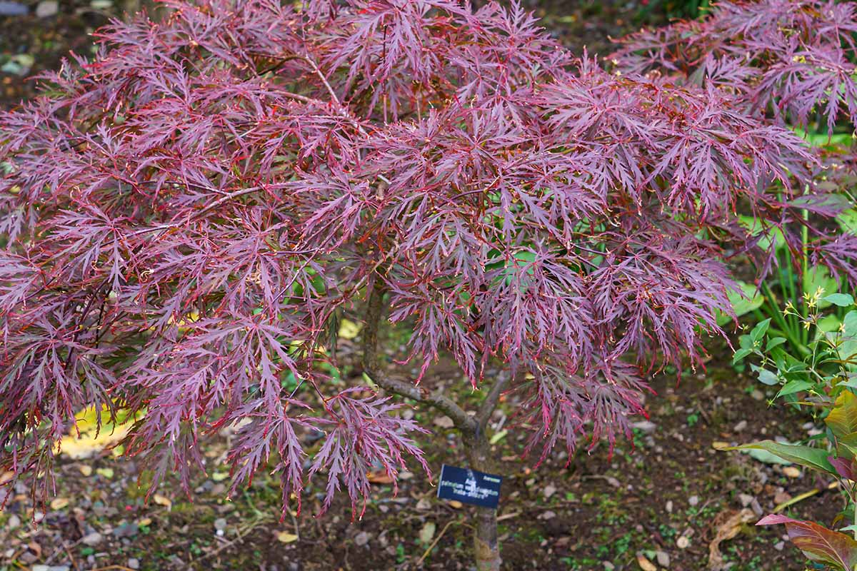 A close up horizontal image of a Japanese weeping maple growing in the garden.
